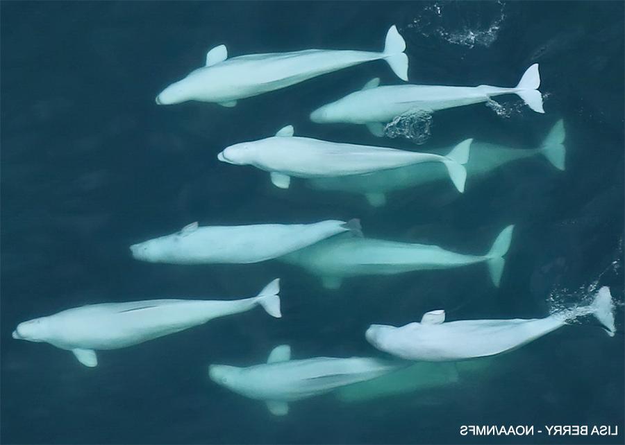 beluga whales